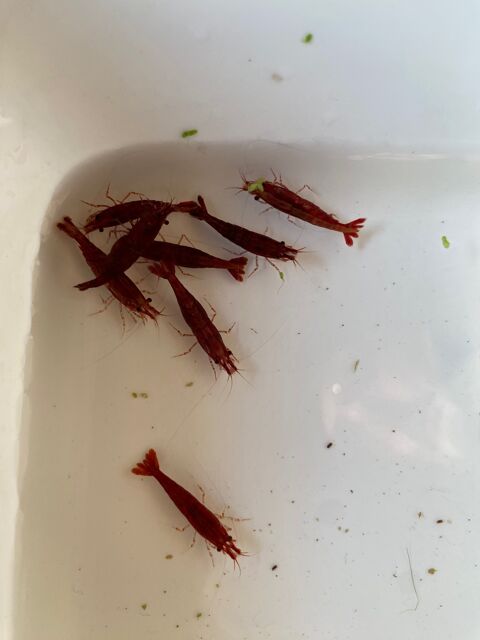 Très belles crevettes rouge 2 38620 Saint-geoire-en-valdaine