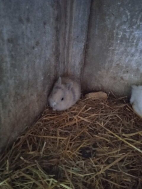 lapin Nain 38270 Moissieu-sur-dolon