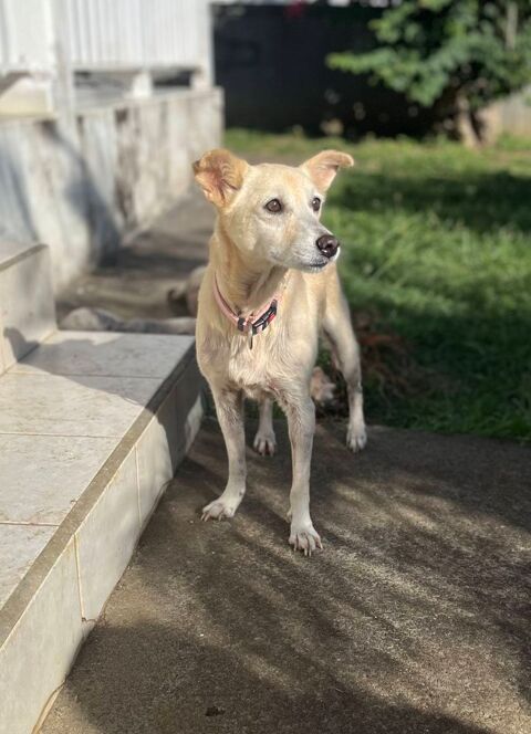 Belcha, femelle X cr&eacute;ole n&eacute;e le 01/03/2013 1 22000 Saint-brieuc