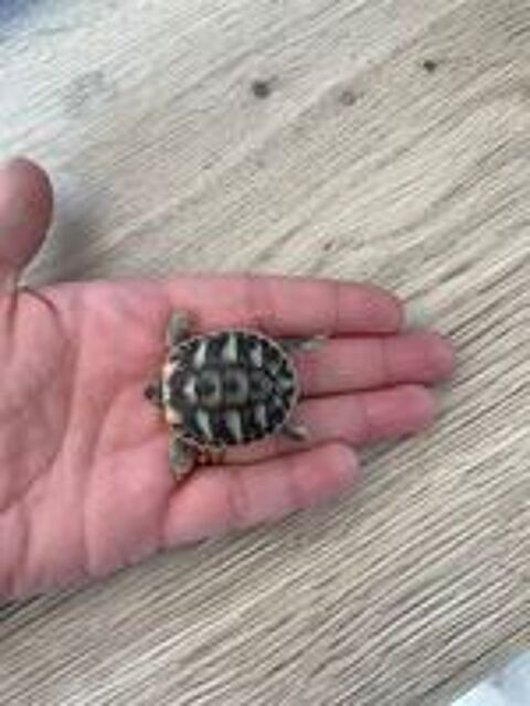   Tortue  