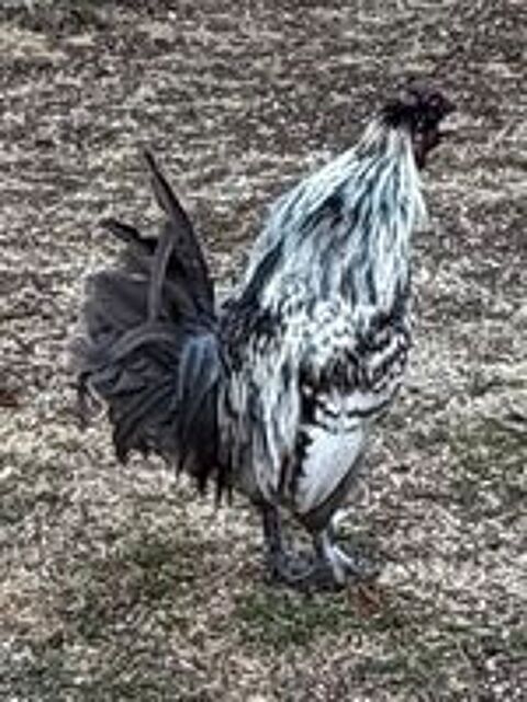  joli et gentil coq d un an   