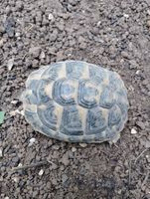   Tortue de terre femelle  