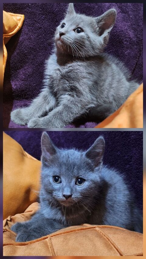 Des magnifiques Chartreux LOOF! 1000 06160 Juan les pins