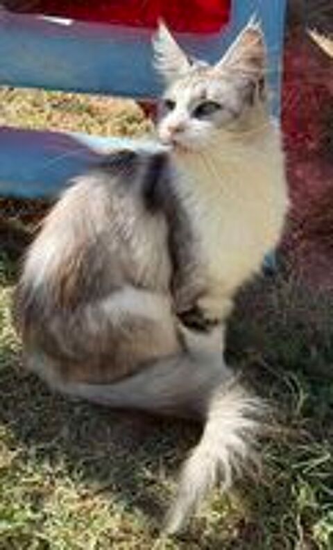   MAINE COON JEUNE ADO LOOF FM 