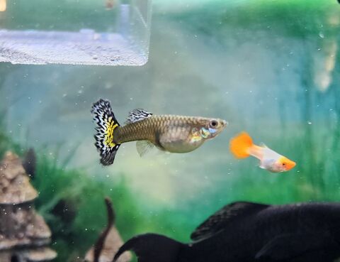 Poissons guppy .platy. xipho 
1 29690 Huelgoat