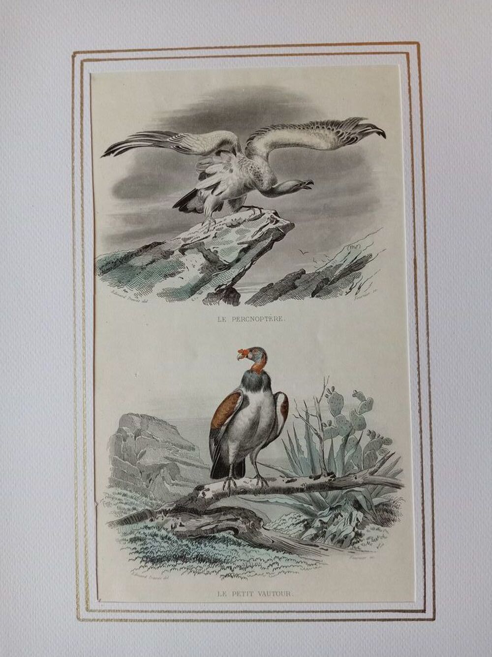 GRAVURES ORIGINALES DE BUFFON LES OISEAUX 1830 