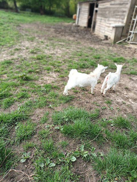 Chèvres naines 200 89500 griselles-le-bocage