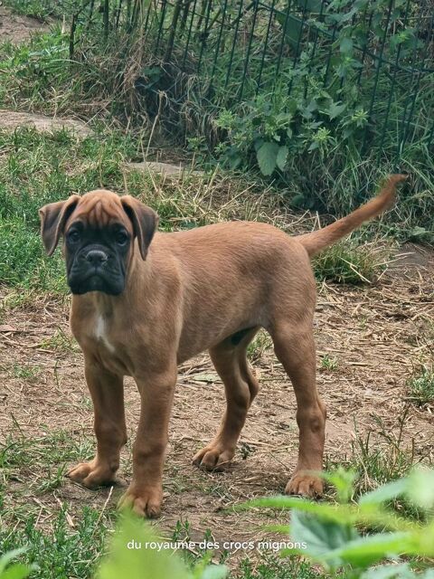 Chiot mâle boxer lof 1600 36150 Saint-florentin