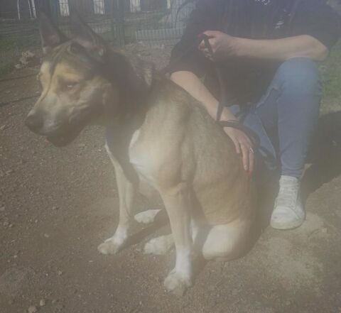 BANQUISE, bouvier yeux bleus, 6 ans 220 34500 B�ziers