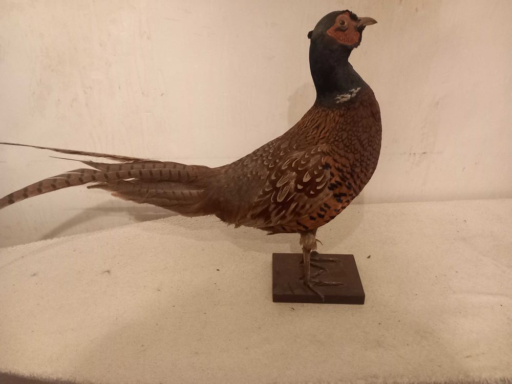 troph&eacute;e faisan 