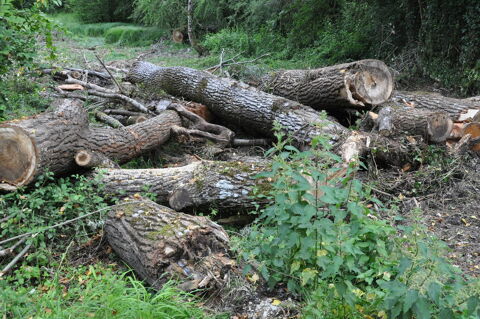 Bois coup 0 Andert-et-Condon (01)