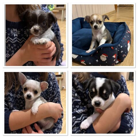 Port&eacute;e de 5 chiots chihuahuas  850 56910 Carentoir