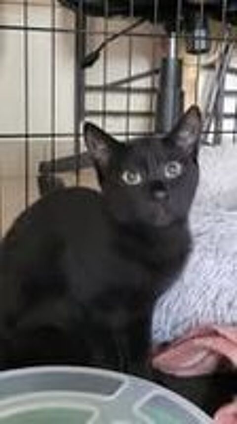   Chat AROBASE à l adoption 