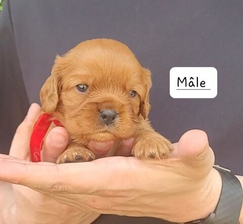 Chiots cavalier king charles inscrits au LOF 1400 56240 Lanvaudan