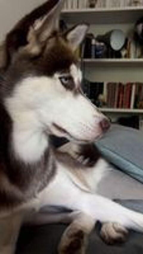   Husky femelle 