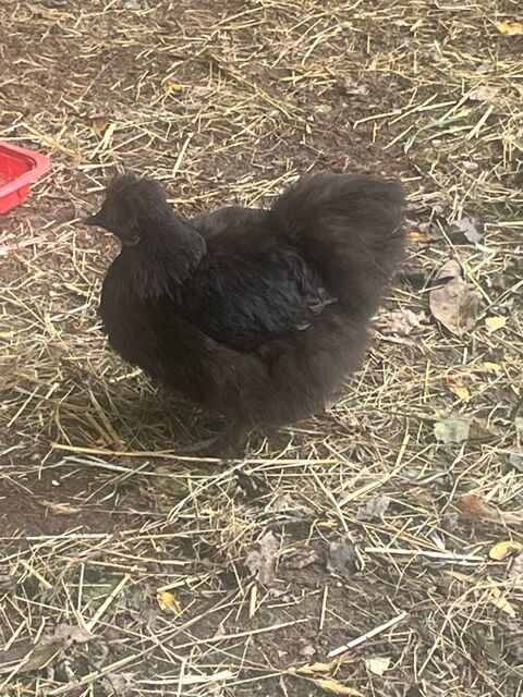 Deux Poules Soie dont une noire et une Fauve 45 Bergerac (24)