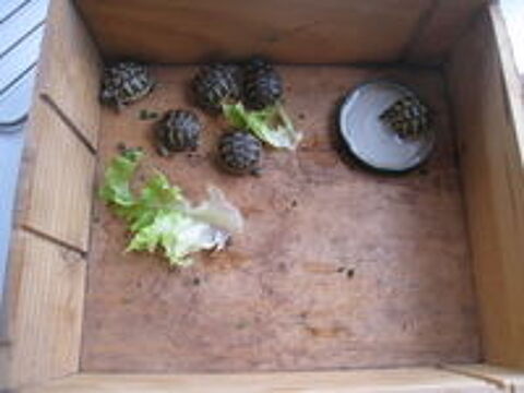    bébés tortues de terre à Montpellier 