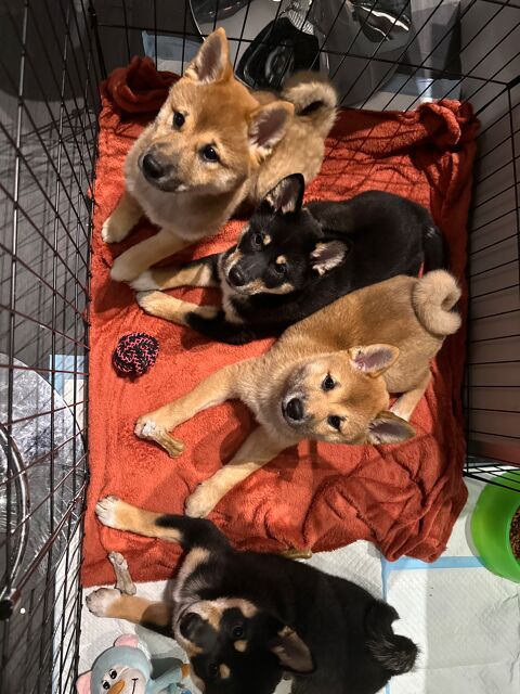 Chiots Shiba Inu femelles 2000 06190 Roquebrune-cap-martin