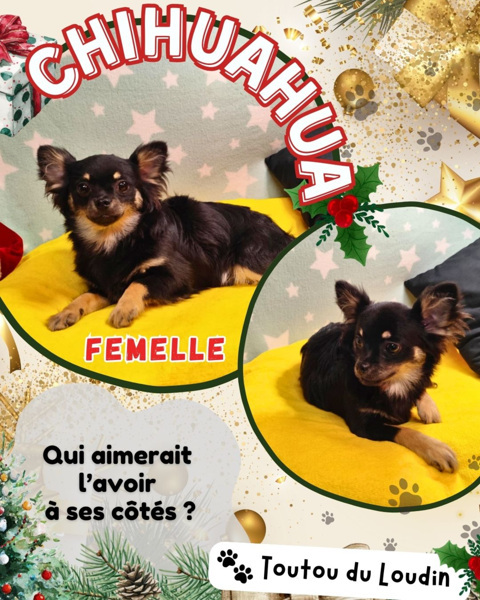 Chiot chihuahua femelle poils longs 600 18140 Pr�cy