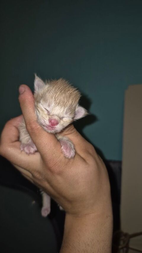 Chatons maine coon non loof  0 87120 Rempnat