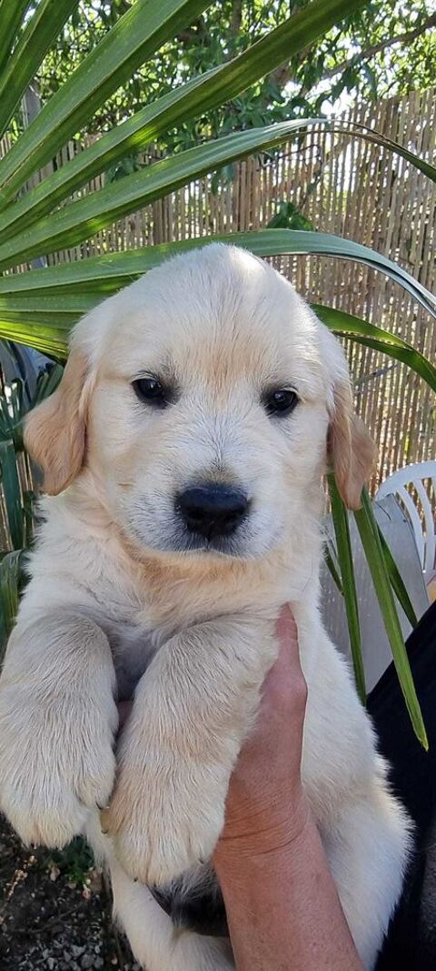Jolis goldens retriever 1450 30320 Saint-gervasy