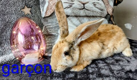 Lapins ?? 8 61700 Saint-bmer-les-forges