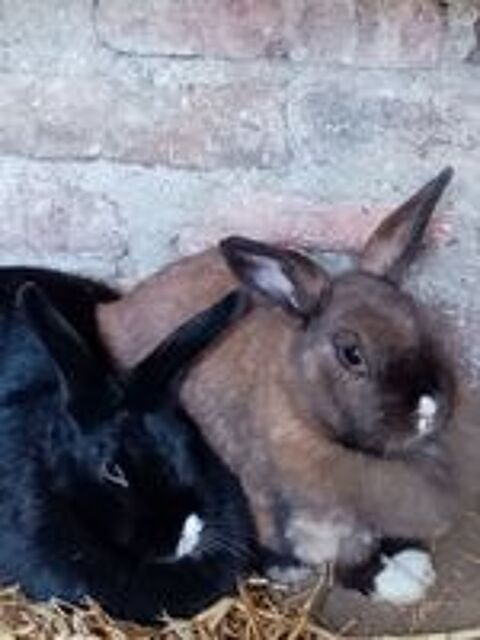   lapin nain male noir stérilisé . 