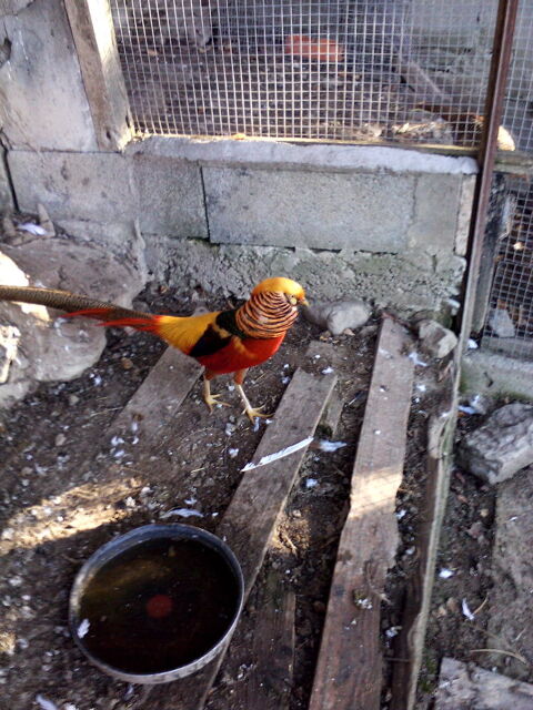 faisan d ornement 30 05400 Montmaur