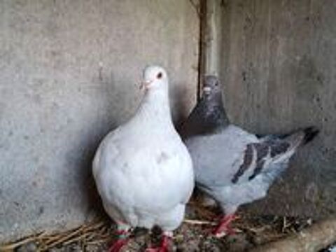   Deux jeunes mâles de l'année Pigeon TEXAN Pure Race
