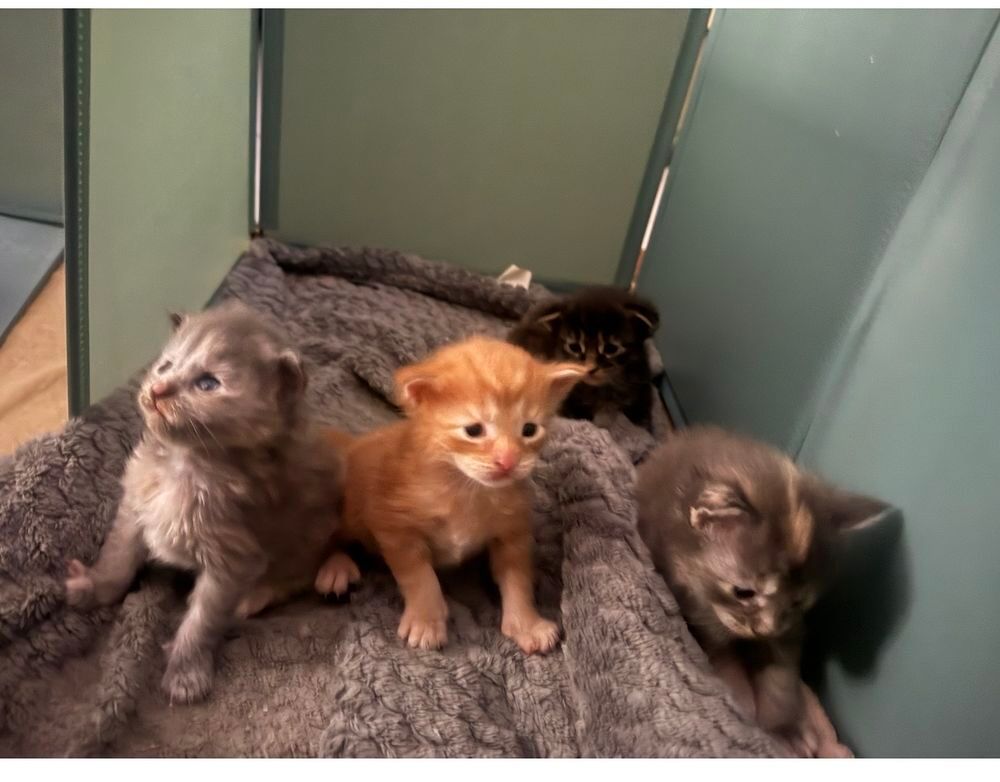   Maine coon chatons  