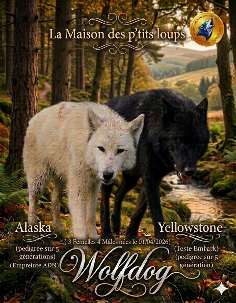 Chiots Chien loup  1400 91650 Breuillet