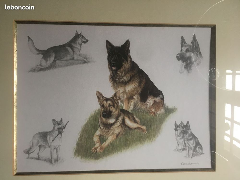 Cadre/lithographie/chien loup/berger allemand/Nigel Hemming
