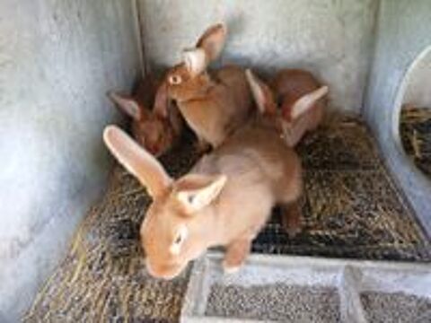   Lapins 