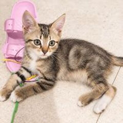   Rosie - adorable chatonne 