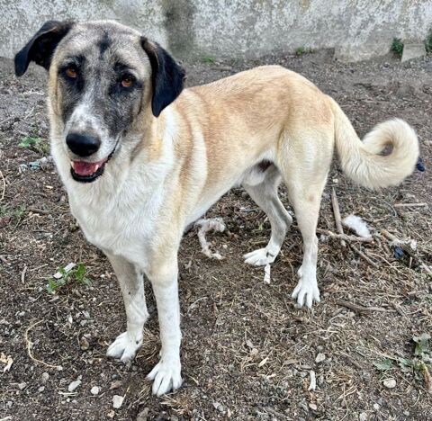 ALPIN, Berger grande taille, 2 ans 220 34500 B�ziers