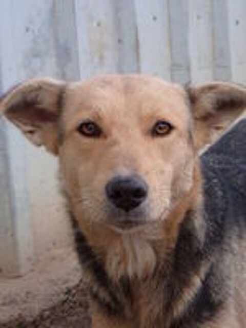   Najua à l'adoption 