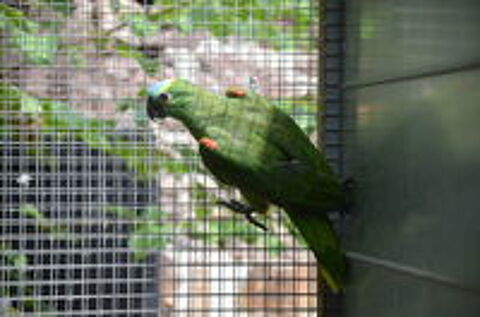   Amazone front bleu mâle epp 2026 