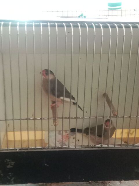 Oiseaux exotiques paddas 40 56350 Rieux