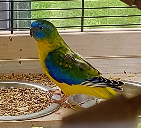 COUPLE TURQUOISINES 75 01000 Bourg-en-bresse
