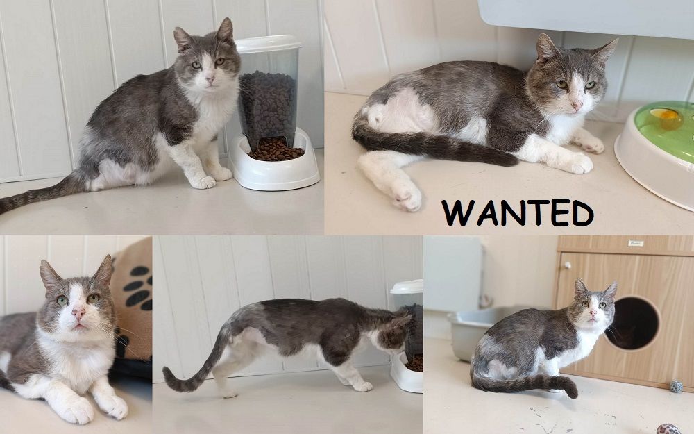   Wanted 8 ans 3 pattes à adopter 