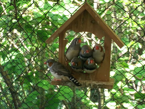 couples de mandarins  20 69830 Saint-georges-de-reneins