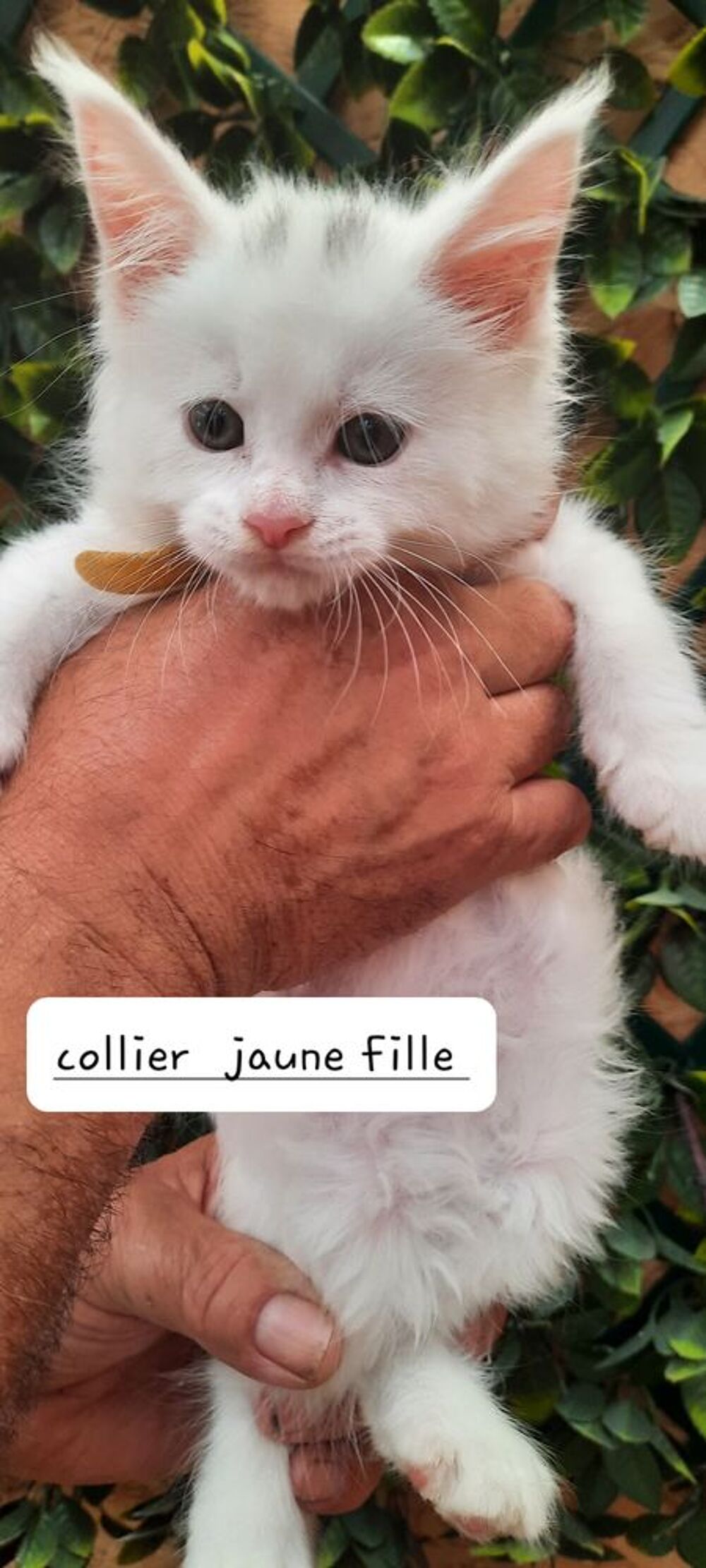   Avendre adorables chatons Maine coon  