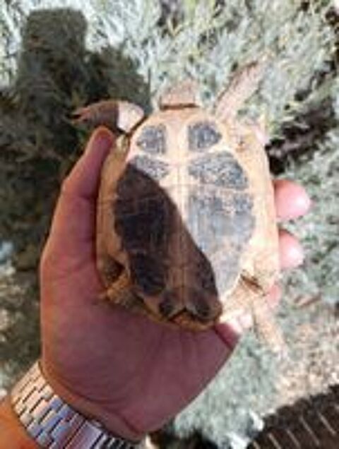  Tortue de terre de 5 ans  