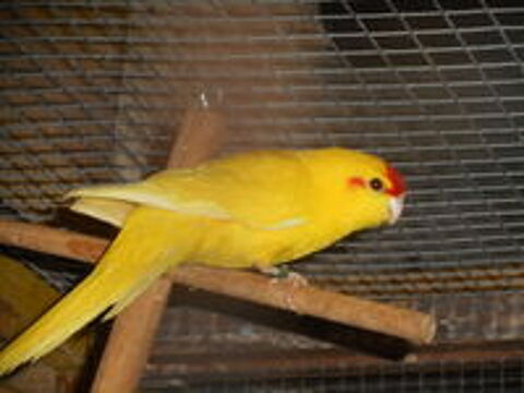   PERRUCHES KAKARIKIS 