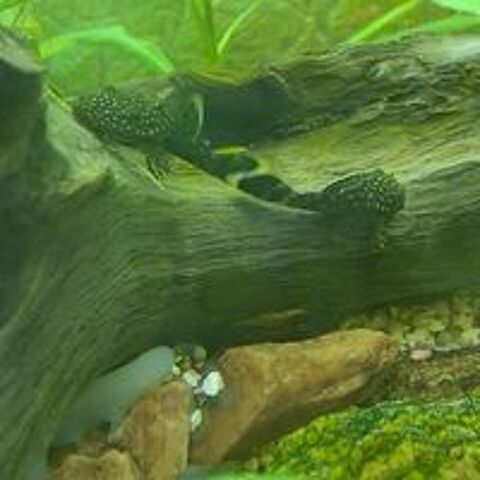   Poisson,  plantes 