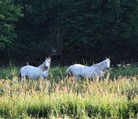 Chevaux ins&eacute;parables 2000 09320 Massat