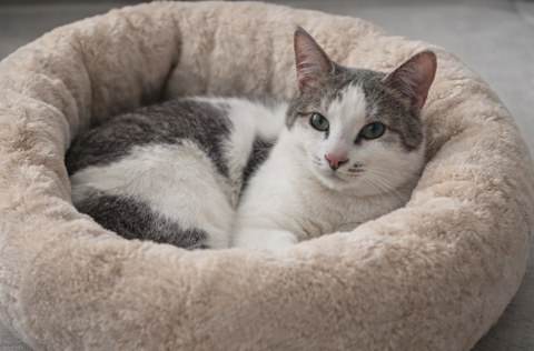 Rom&eacute;o adorable chat de 2 ans cherche famille 140 11000 Carcassonne