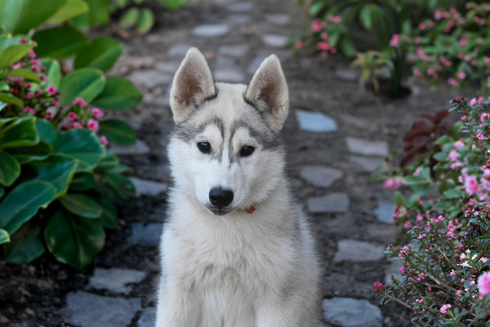   Chiot femelle Husky sibérien  