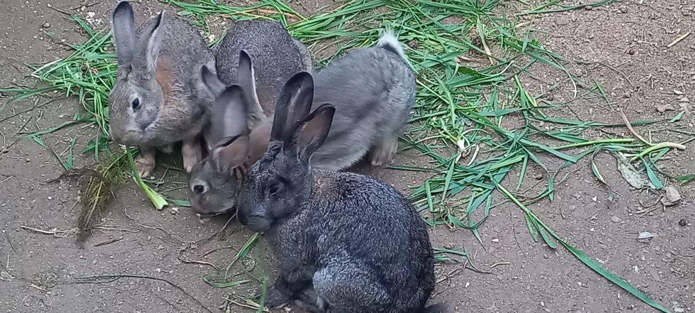   LAPINS DE COMPAGNIE 