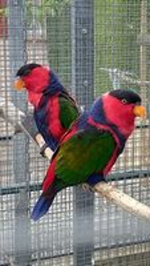     lori tricolore   (lorius lory lory )   
